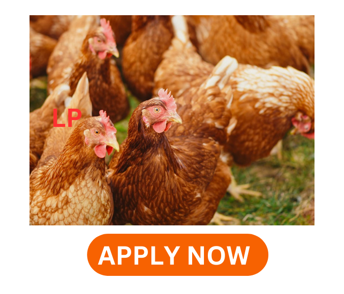 Canada Opportunities: Jobs for Rearing Layers (Poultry) – Grow Your Career in Agriculture 2024