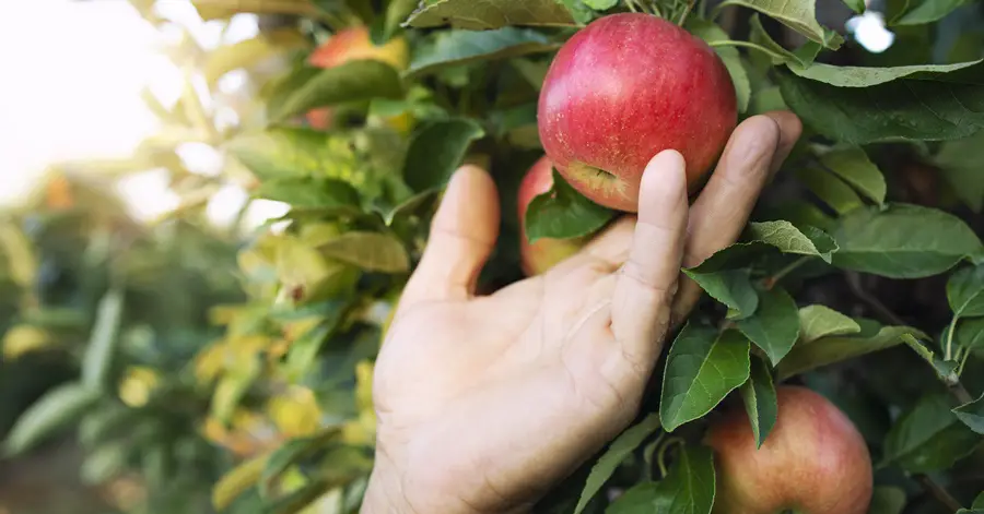 Apple Picker Jobs in Canada for Unskilled Workers